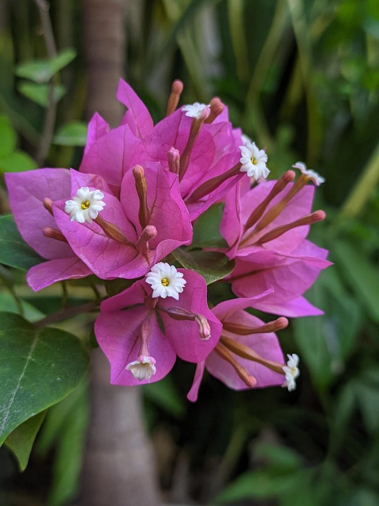 plantas, flores, vida, rojas, lindas, naturaleza, flores, flores, flores, flores, flores